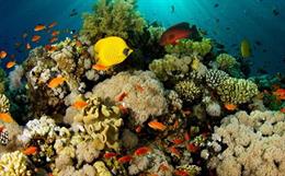 Sustainable Fashion for Coral Protection: The Next Trend?